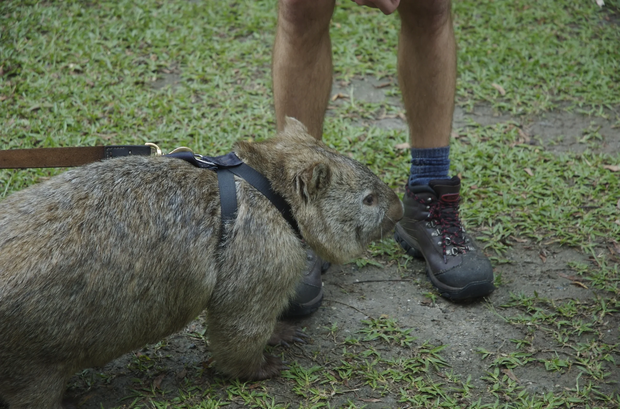 Capybara Vs Wombat