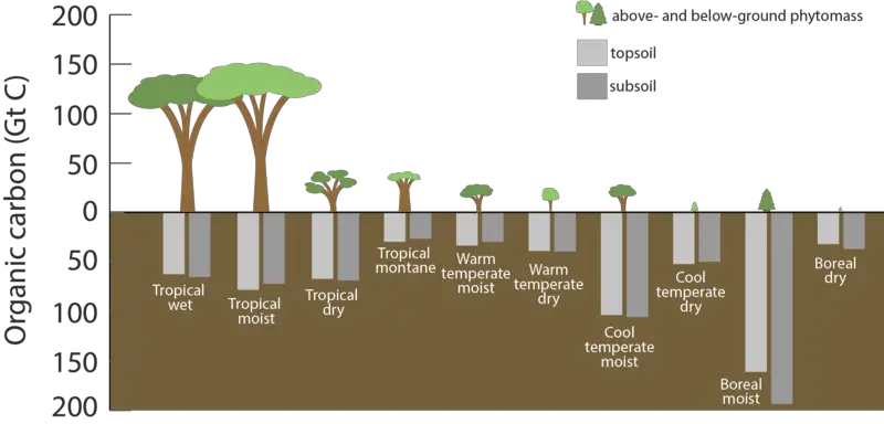 Carbon Cycle Examples