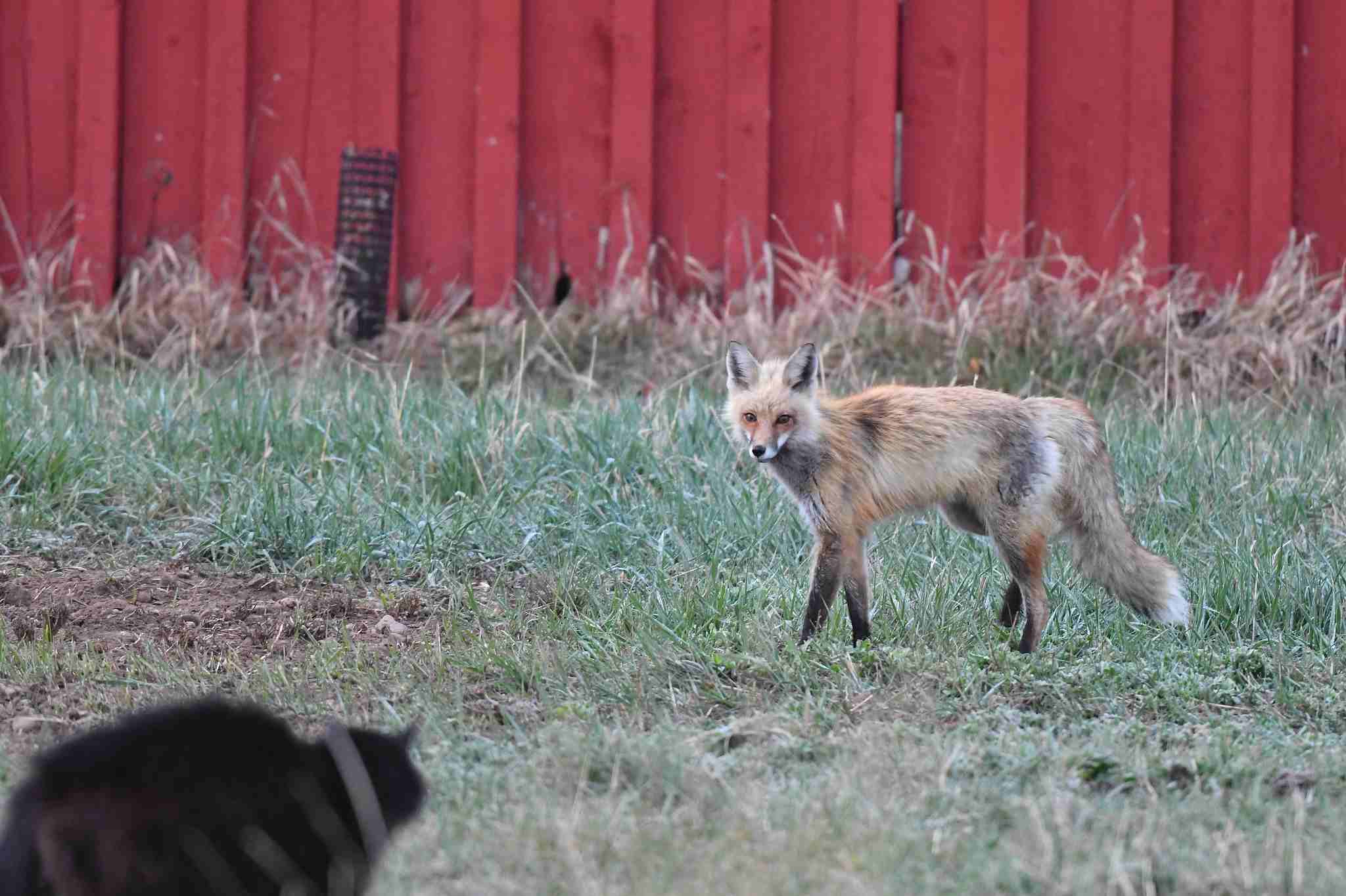 Cat Vs Fox