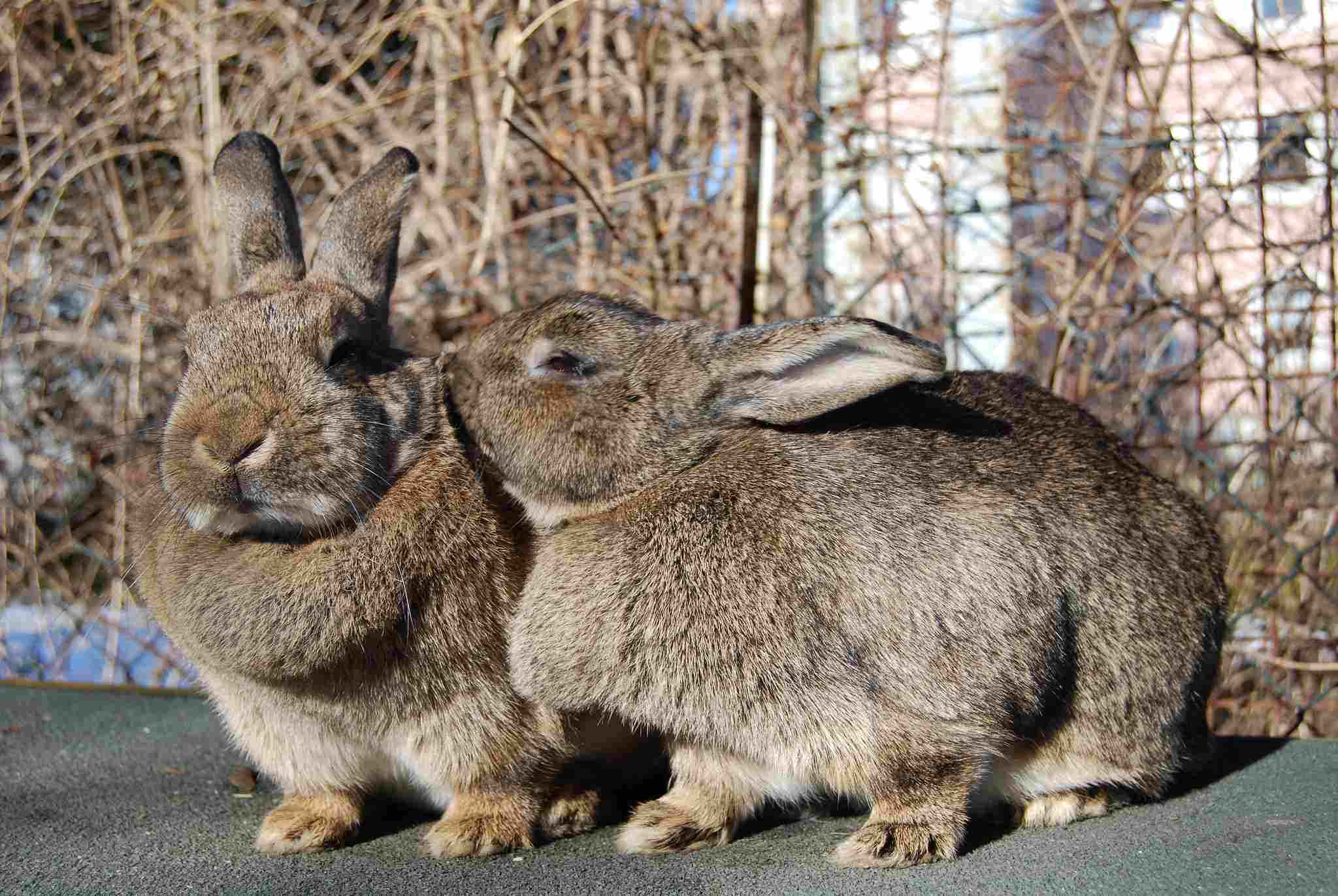 rabbit vs squirrel
