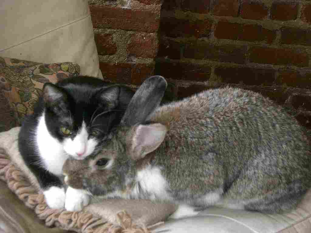 cat vs rabbit