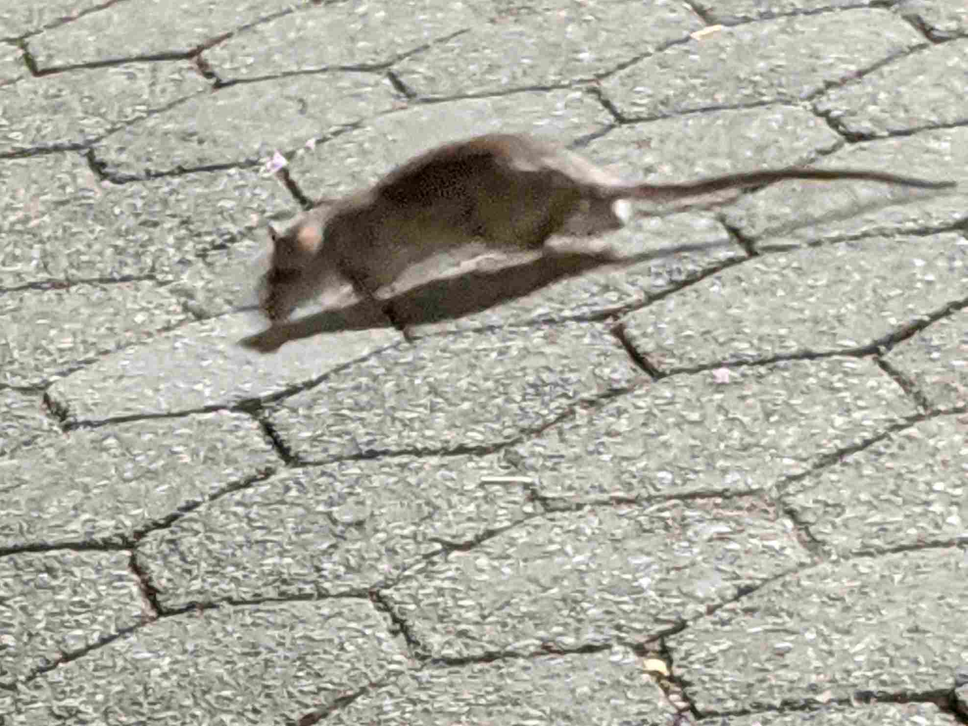 Cat Vs Rat