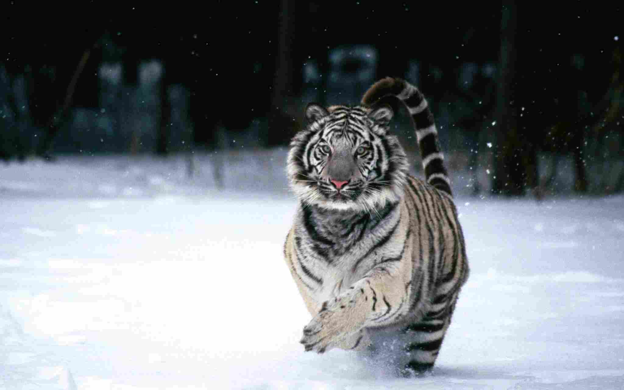 cat vs tiger
