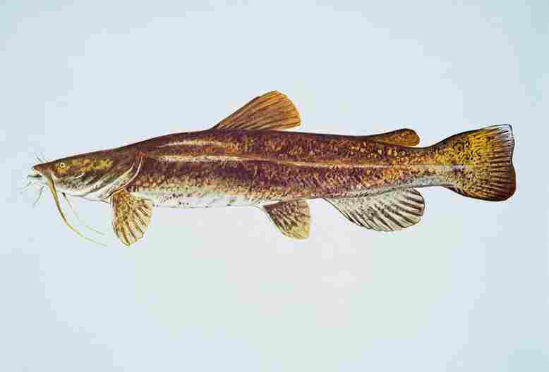 Channel Cat Vs Flathead Catfish