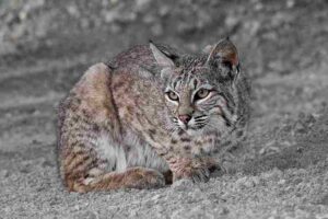 Chaparral Biotic Factors: Bobcat is an Example of a Carnivorous Inhabitant of the Chaparral Ecosystem (Credit: marlin harms 2011 .CC BY 2.0.)
