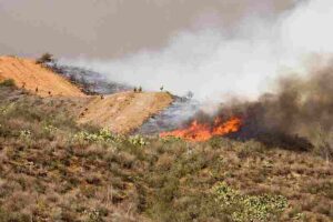Chaparral Abiotic Factors: Water Shortage in the Chaparral Increases Wildfire Susceptibility (Credit: Andrea Booher 2007)