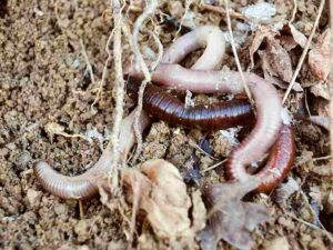 Chaparral Biotic Factors: Activities of Decomposers like the Detritivorous Earthworm, Can Improve Soil Structure (Credit: Ines Zgonc 2009 .CC BY 3.0.)