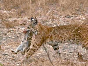 Chaparral Biotic Factors: Bobcat Predation on Jackrabbits can be Observed in the Chaparral Ecosystem (Credit: Linda Tanner 2010 .CC BY 2.0.)