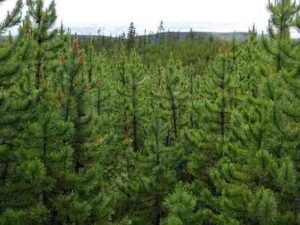 Characteristics of the Boreal Forest: As the Dominant Vegetation Type, Conifers Contribute to the Boreal Forest Structure and Functioning (Credit: James St. John 2018 .CC BY 2.0.)