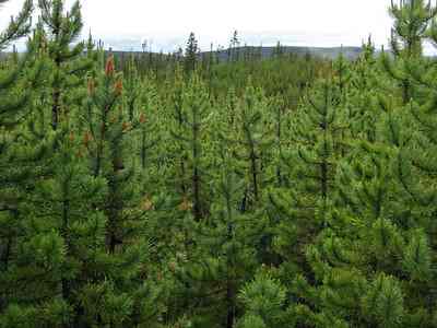 Characteristics of the boreal forest ecosystem