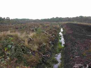 Characteristics of Wetlands: Dark Organic Layers Called Peat or Muck Occur in Hydric Soils (Credit: David Kitching 2005 .CC BY-SA 2.0.)