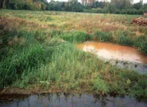 Characteristics of Wetlands: Saturated Soils Covered With Adapted Vegetation are Typical of Terrestrial Wetlands (Credit: BCB 1998, uploaded online 2007)