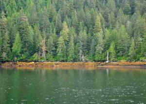 Characteristics of Temperate Rainforest Ecosystems: Abundant Rainfall in Temperate Rainforests Feeds Freshwater Ecosystems like Rivers and Streams (Credit: Kimberly Vardeman 2010 .CC BY 2.0.)