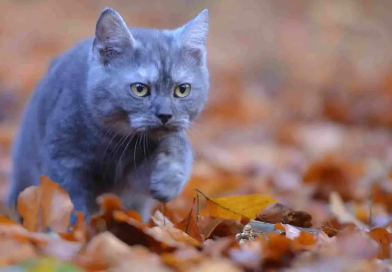 Chartreux Cat Vs Russian Blue Price, Personality, Overall Comparison