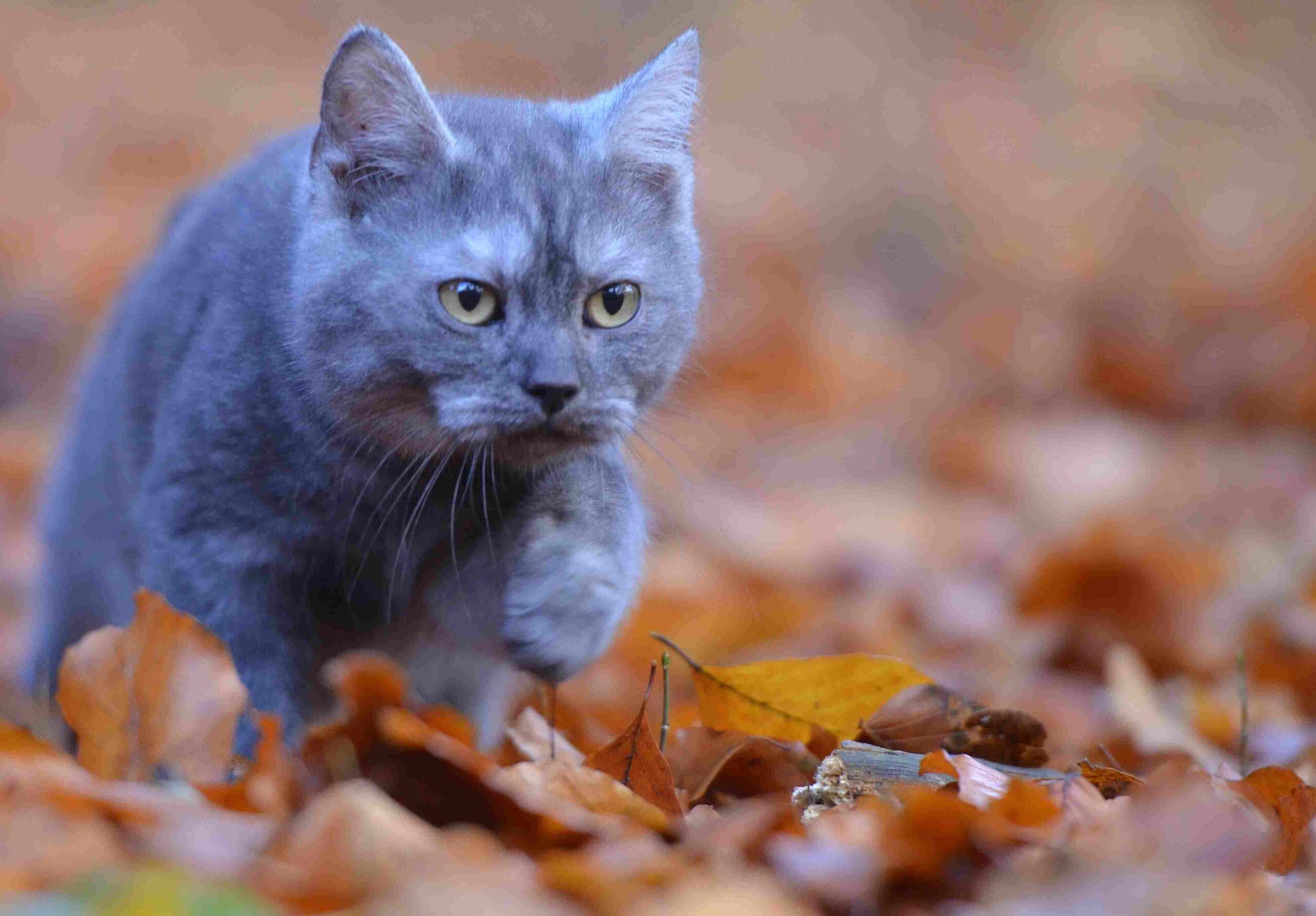 Chartreux Cat Vs Russian Blue