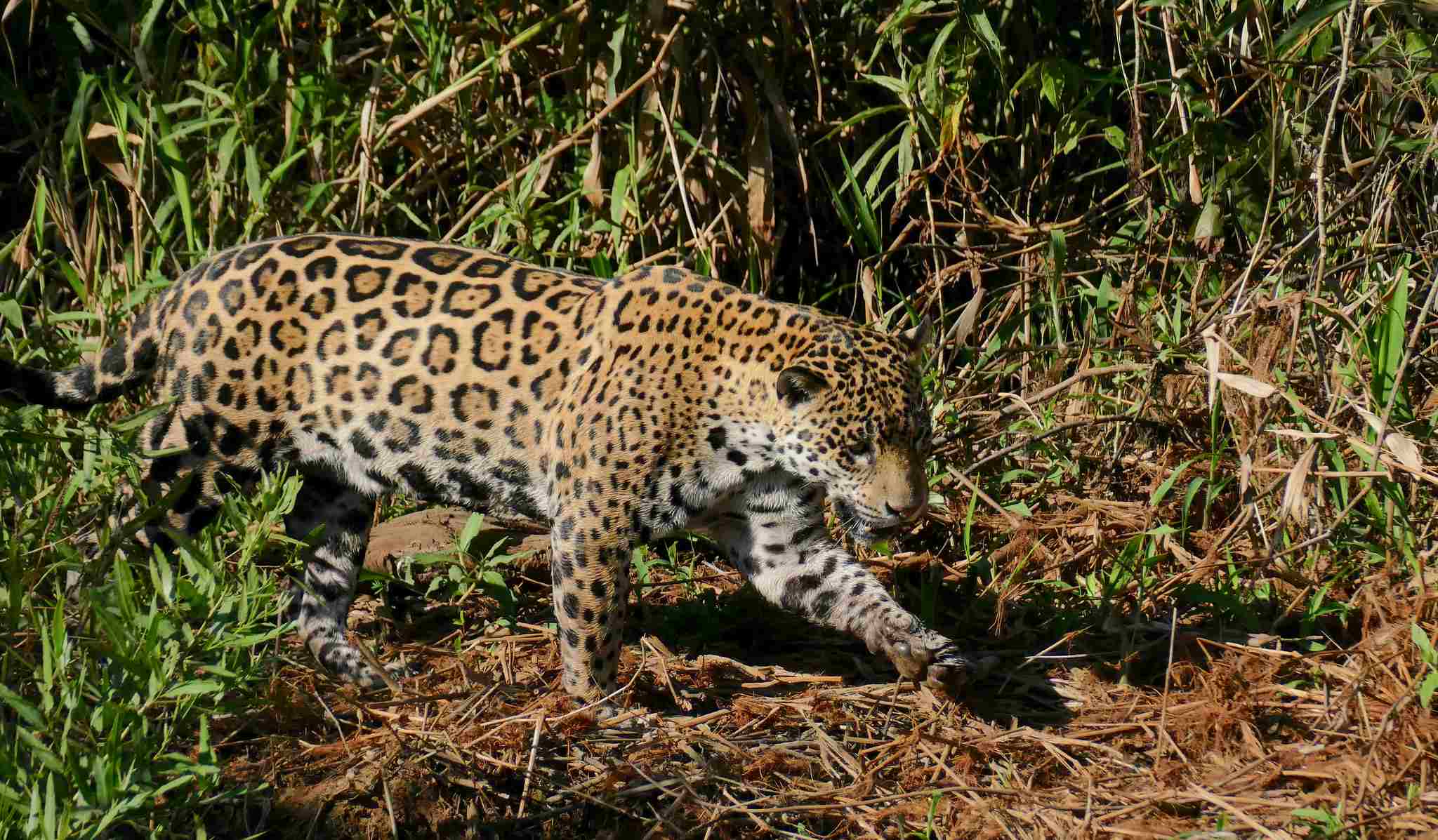 Cheetah Vs Jaguar: Taxonomic Disparity Can be Found Between Jaguars and Cheetahs (Credit: Bernard DUPONT 2019 .CC BY-SA 2.0.)