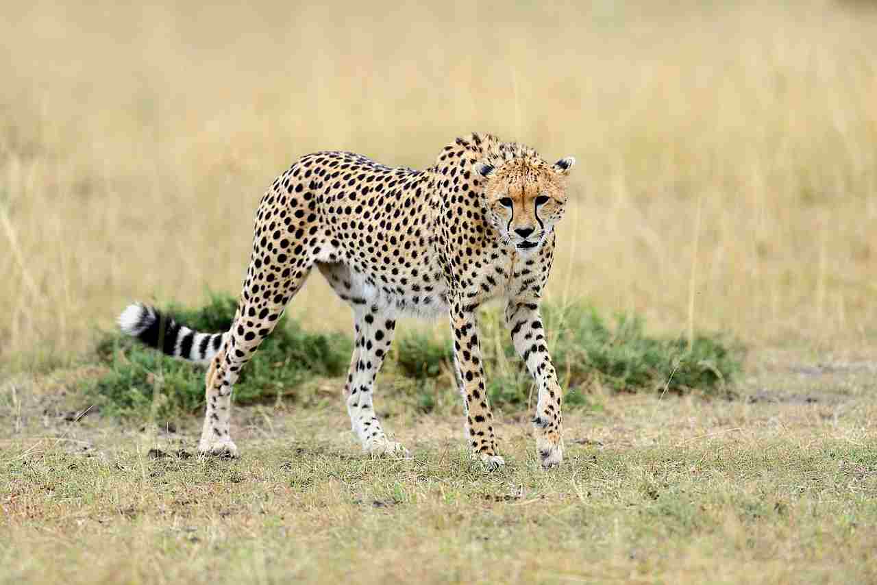 Cheetah Vs Jaguar: The Savanna is a Natural Habitat for Cheetahs (Credit: Byrdyak 2015 .CC BY-SA 4.0.)