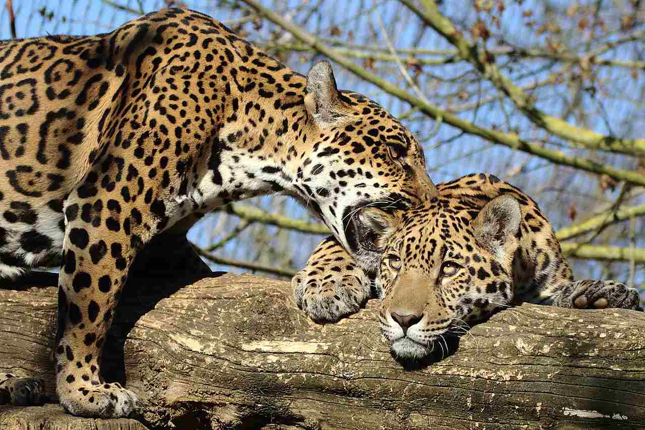 Cheetah Vs Jaguar: Environmental Degradation is a Challenge to the Conservation of Jaguars in the Wild (Credit: zoofanatic 2014 .CC BY 2.0.)