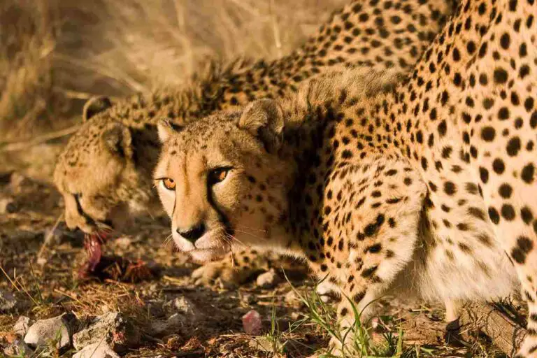 Cheetah Vs Lion Size, Weight, Ecological Comparison