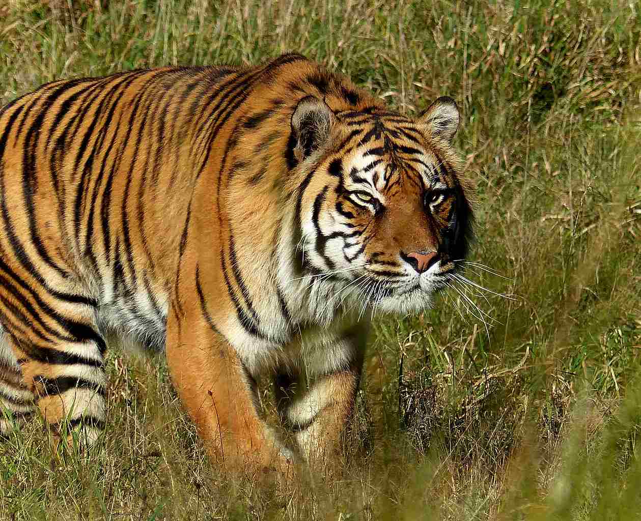 Cheetah Vs Tiger: Larger Size and Heavier Weight Make Tigers Superior to Cheetahs (Credit: Bernard Spragg. NZ 2014 .CC0 1.0.)