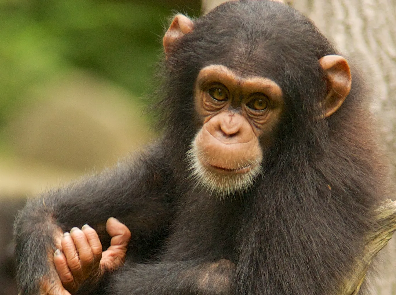 chimpanzee vs human