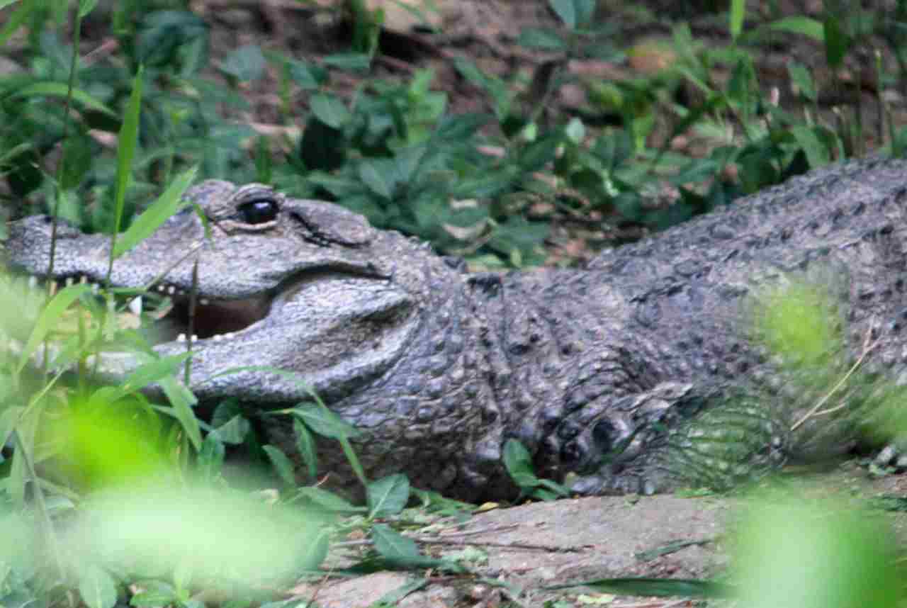 chinese alligator vs american alligator