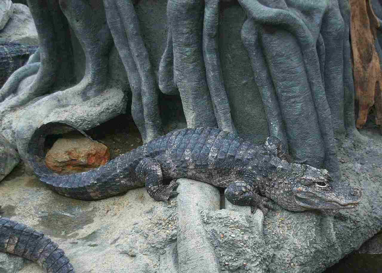 Alligator vs Crocodile