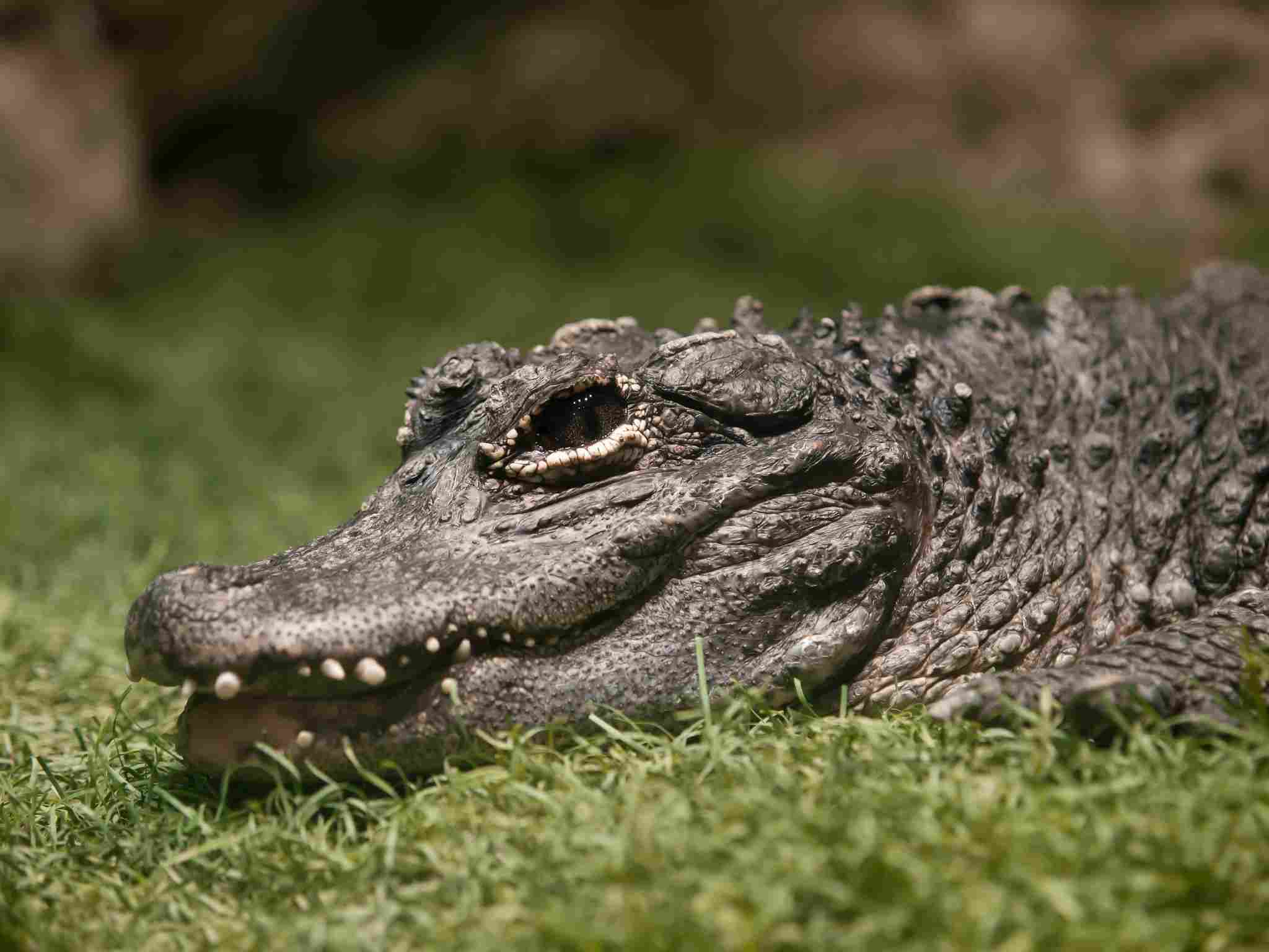 chinese alligator vs american alligator
