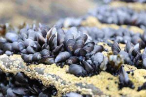 Why are Coastal Ecosystems Important?: Fish and Invertebrates like Mussels are Supported by Coastal Ecosystems (Credit: Pxhere 2017)