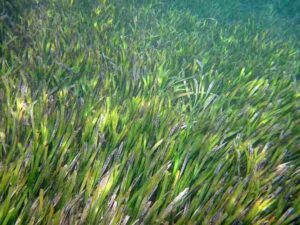Coastal Ecosystem Services: Seagrass Beds and Salt Marshes Trap Sediments and Filter-Out Contaminants (Credit: James St. John 2010 .CC BY 2.0.)