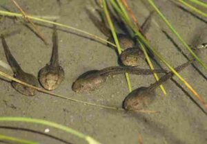 Consumers in Freshwater: Primary Consumers like Tadpoles have Limited Mobility Compared to Other Consumer Groups (Credit: böhringer friedrich 2008 .CC BY-SA 2.5.)