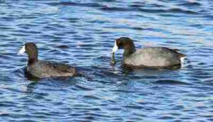 Consumers in Freshwater Ecosystems: Waterfowl like Coots may Function as Tertiary Consumers in Lakes, Rivers and Ponds (Credit: USFWS Mountain-Prairie 2014 .CC BY 2.0.)