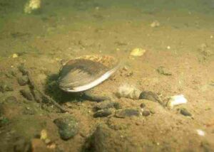 Consumers in Freshwater Ecosystems: Filter-Feeders like Freshwater Mussels Help Maintain Water Quality in Their Habitat (Credit: Engbretson Eric, U.S. Fish and Wildlife Service 2013)
