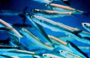 Which Consumers Live in The Open Ocean?: Anchovies are an Important Food Source for Predators Due to Their High Reproductive Rates (Credit: NOAA 2007, Uploaded Online by Eptalon)