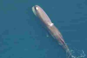 Which Consumers Live in The Open Ocean: Toothed Whales like the Sperm Whale Consume Squid in Their Pelagic Habitat (Credit: NOAA Photo Library 2010 .CC BY 2.0.)