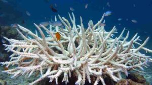 Coral Bleaching Meaning: A White or Pale Color in Corals may be Indicative of Bleaching (Credit: Vardhan Patankar 2016 .CC BY-SA 4.0.)