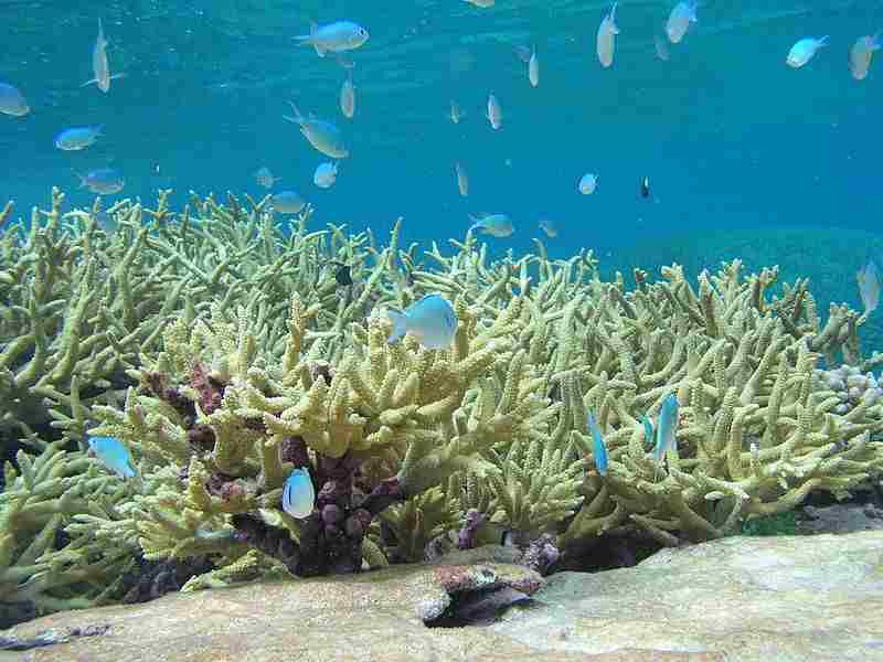 11 Impacts of Coral Bleaching Discussed