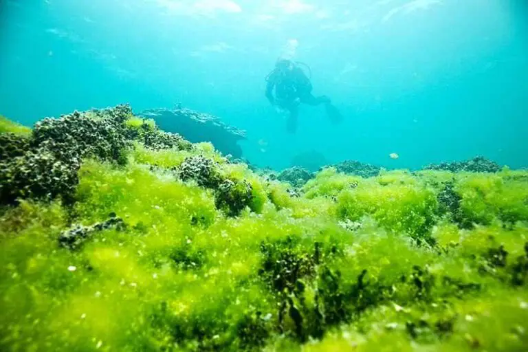 5 Biotic Factors in the Coral Reef Ecosystem Discussed