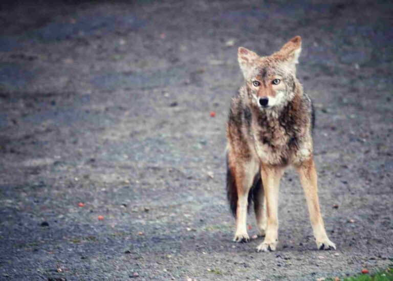 Coyote Vs Coydog Size, Weight, Ecological Comparison