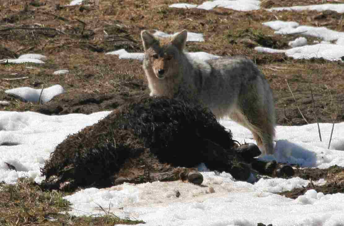 Do Coyotes Eat Deer: Coyotes Prey On Deer and Other Large Prey like Bison, When the Latter's Populations are Exploding, or In The Absence of Preferred Small Prey (Credit: mmmavocado 2016 .CC BY 2.0.)