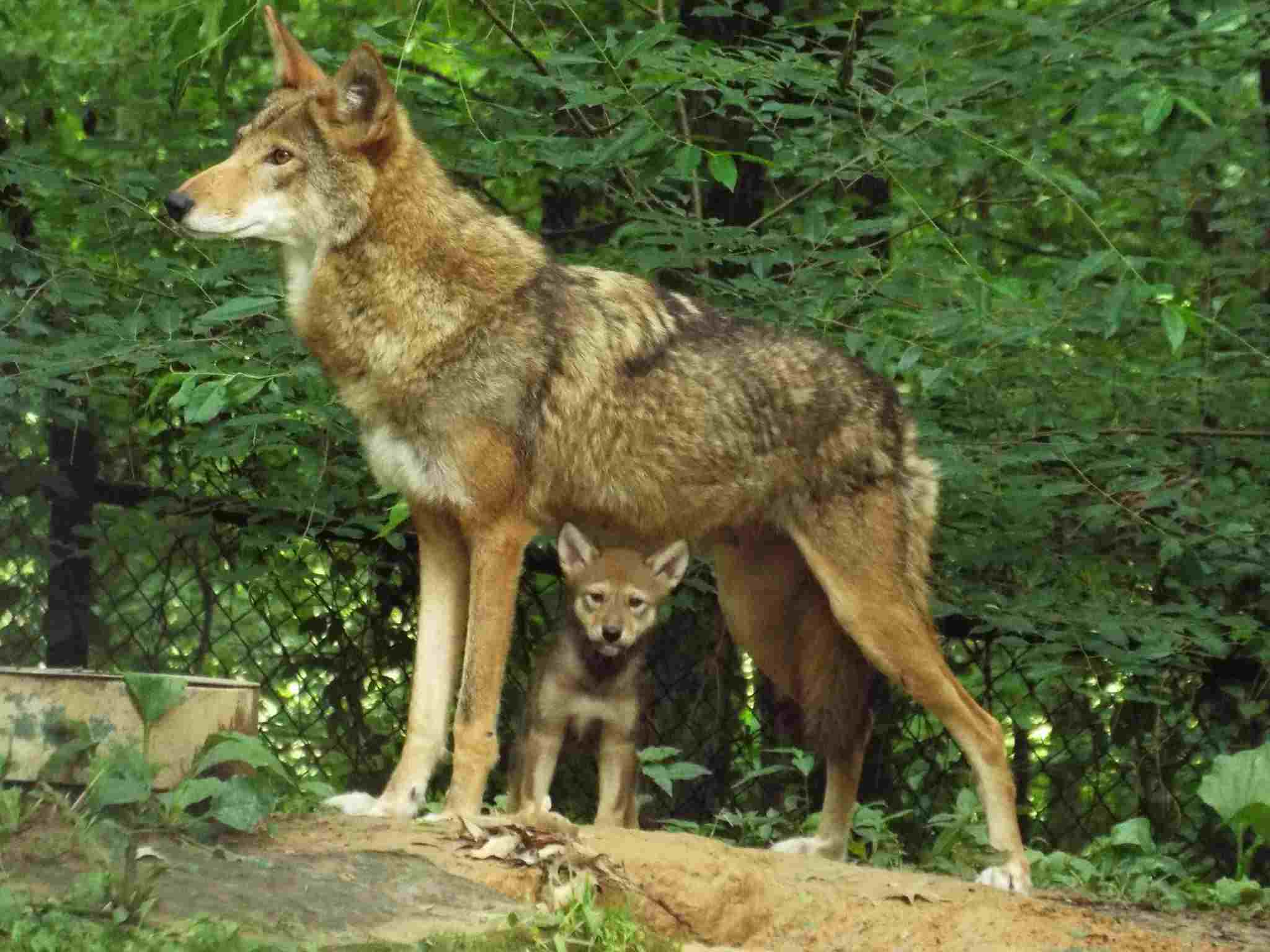 Coyote Vs Fox Vs Wolf: Many Areas Inhabited by Wolves are Also Home to Coyotes and Foxes (Credit: US Forest Service - Southern Region 2014, Uploaded Online 2015 .PDM 1.0.)