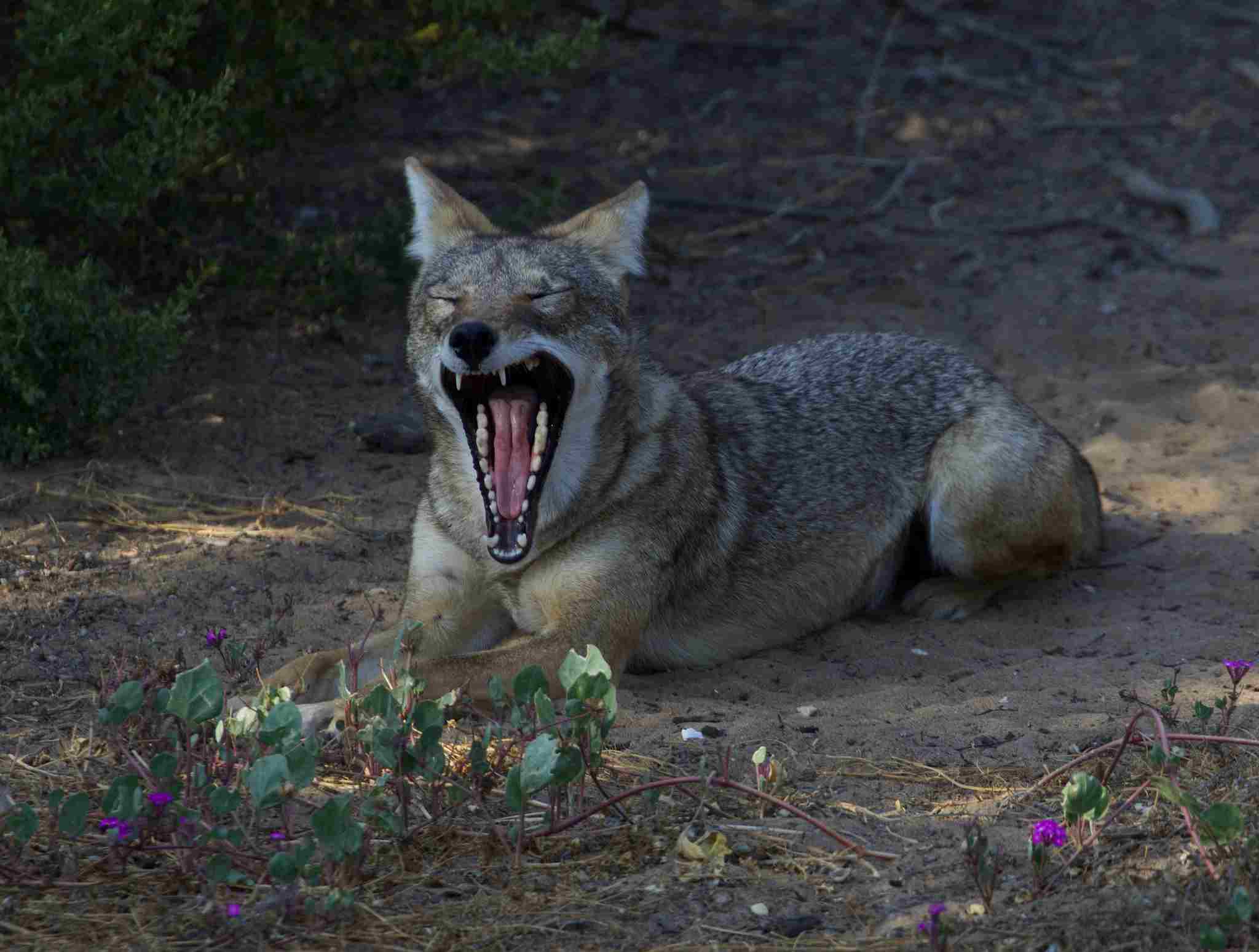 Is a Coyote an Omnivore: Coyotes Protect Themselves Using Teeth, Evasion, Camouflage, and Pack Behavior (Credit: Gregory "Slobirdr" Smith 2016 .CC BY-SA 2.0.)