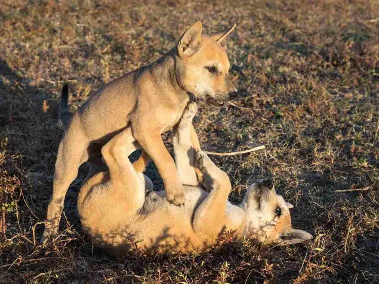Coyote Vs Dingo Size, Weight, Overall Comparison