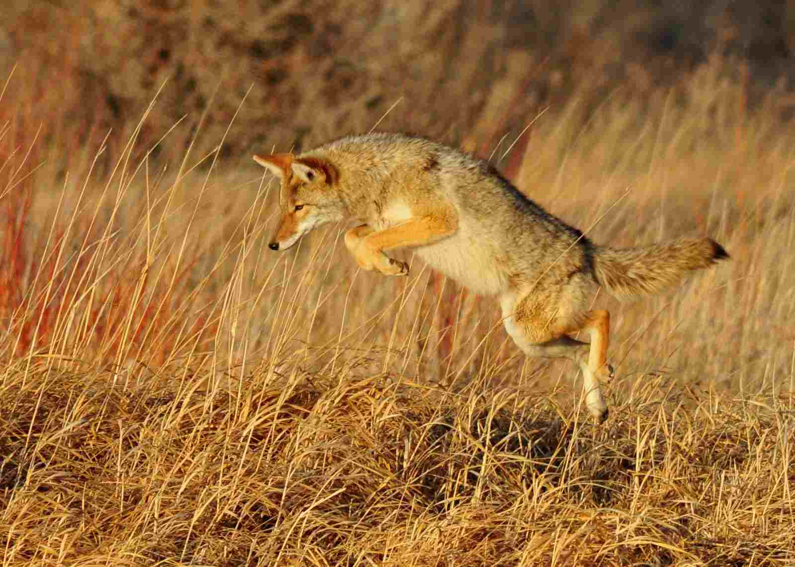 Coyote Vs Dog: The Versatility of Coyotes Ensures Their Survival in the Wild (Credit: USFWS Mountain-Prairie 2015 .CC BY 2.0.)