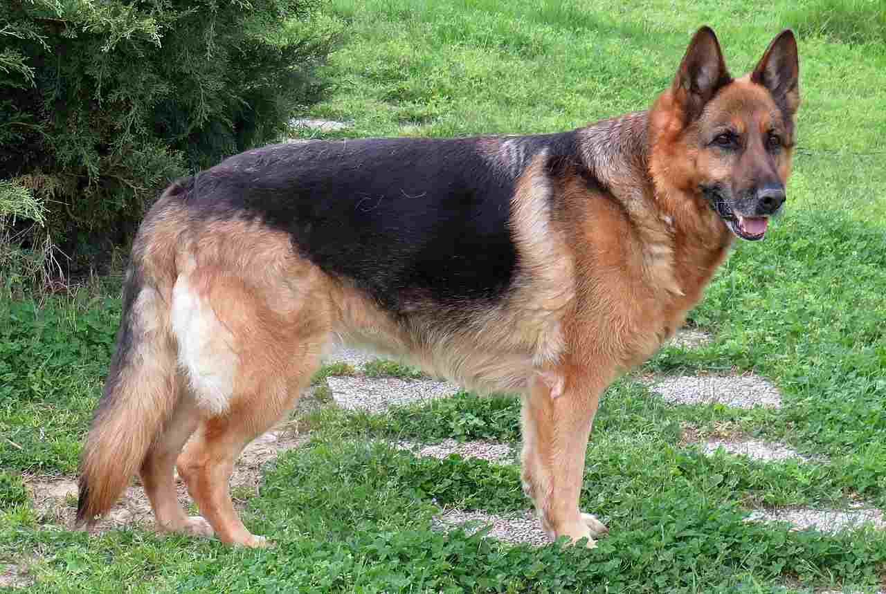 Coyote Vs German Shepherd: Larger Size and Weight Imply That a German Shepherd is More Formidable Than a Single Coyote (Credit: PROPOLI87 2020 .CC BY-SA 4.0.)