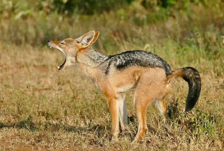 Coyote Vs Jackal Size, Weight, Tracks, Overall Comparison