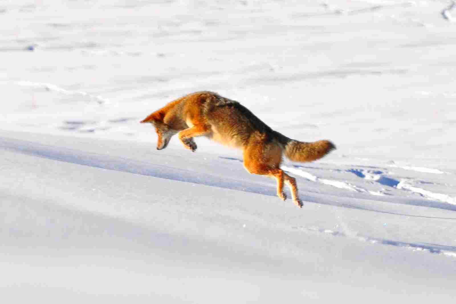 coyote vs red fox