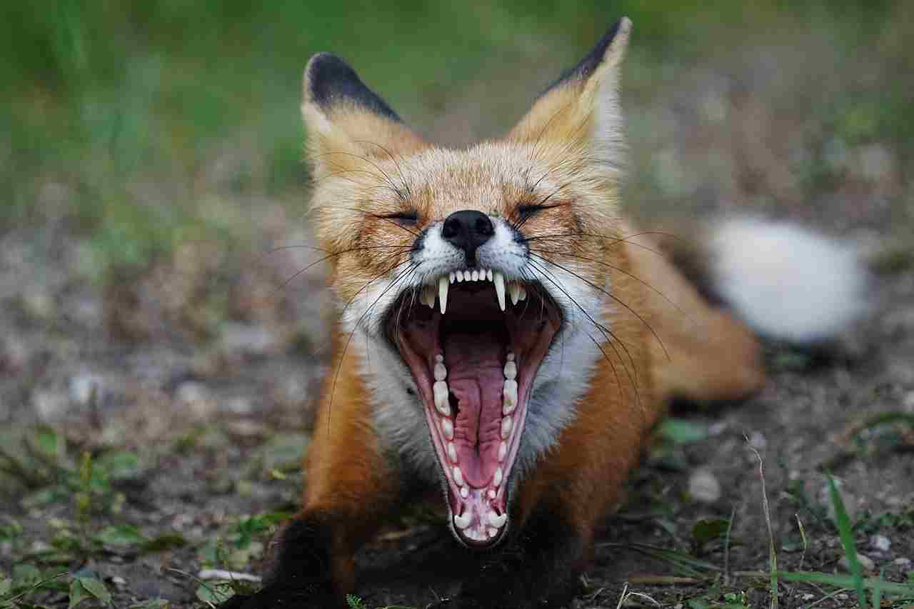 Coyote Vs Red Fox