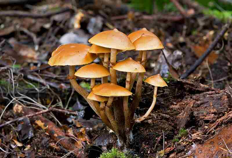 What is the Role of Decomposers in the Ecosystem? Overview of Decomposer Functions