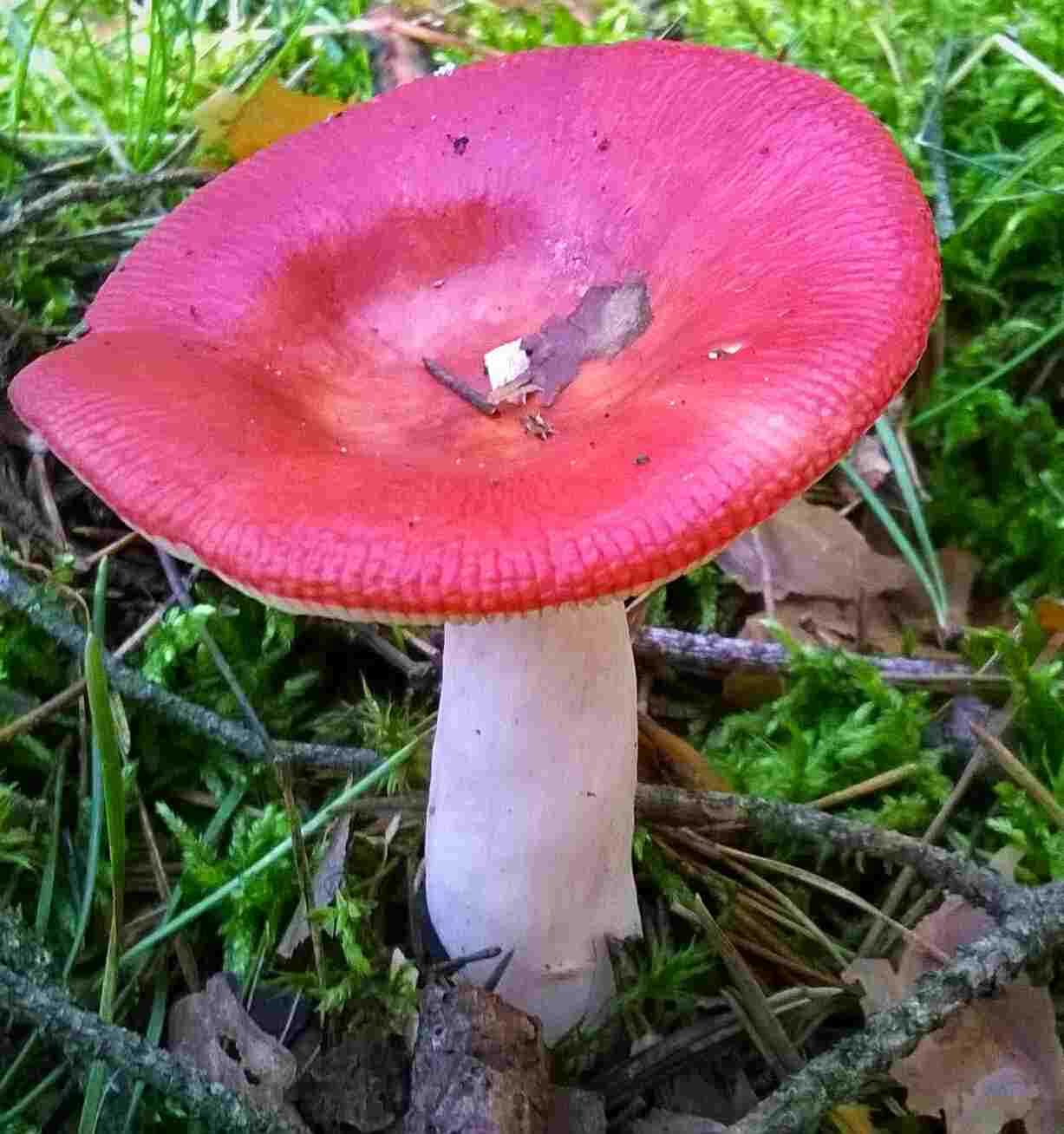 Decomposers in The Tundra: As a Primary Decomposer, Arctic Russula (Russula arctica) is Involved in Arctic Natural Recycling (Credit: MichalPL 2014 .CC BY-SA 4.0.)
